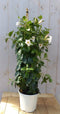 Dipladenia Mandevilla Sundaville wit 90cm