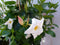 Dipladenia Mandevilla Sundaville wit 90cm