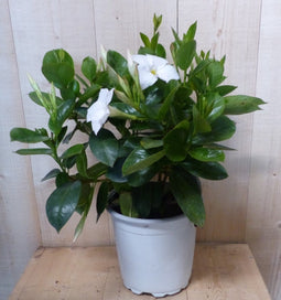 Dipladenia Mandevilla Sundaville wit h30 cm