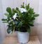 Dipladenia Mandevilla Sundaville wit h30 cm