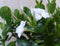 Dipladenia Mandevilla Sundaville wit h30 cm