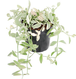 Dischidia onanthe 'White Diamond'