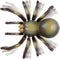 Discovery Kids RC Tarantula – spin met lichtgevende ogen en geluid
