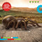 Discovery Kids RC Tarantula – spin met lichtgevende ogen en geluid