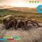 Discovery Kids RC Tarantula – spin met lichtgevende ogen en geluid