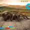 Discovery RC Tarantula spin met lichtgevende ogen en geluid