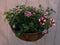 Diverse hangplantjes in kokos hanging basket roze