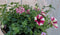 Diverse hangplantjes in kokos hanging basket roze