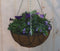 Diverse hangplantjes in kokos hanging basket van paar en blauw