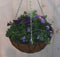 Diverse hangplantjes in kokos hanging basket van paar en blauw
