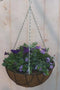 Diverse hangplantjes in kokos hanging basket van paar en blauw