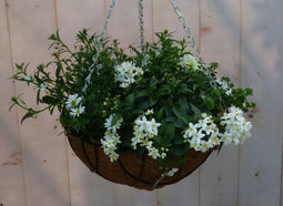 Diverse hangplantjes in kokos hanging basket wit