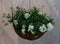 Diverse hangplantjes in kokos hanging basket wit