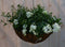 Diverse hangplantjes in kokos hanging basket wit