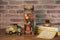 DIY Book Nook Boekensteun The Steam Age, Tonecheer, TQ125, 18x8x24,5cm