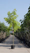 Gele schijn acacia | Robinia ps. 'Frisia' 10-14 cm | Bomenbezorgd.nl
