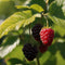 Plant in a Box - Rubus idaeus 'Malling Promise' - Set van 2 - Framboos - Fruitplanten - Struik - ⌀15cm - Hoogte 50-60cm
