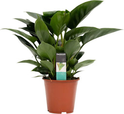 FloriaFor - Philodendron Congo Apple - - ↨ 70cm - ⌀ 19cm