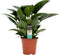 FloriaFor - Philodendron Congo Apple - - ↨ 70cm - ⌀ 19cm