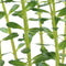 Easy grow 5 rotala indica