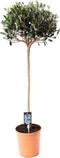 Goed & Groen - Olijf op stam - ↨ 75cm - Potmaat 20 - Exclusieve Kwaliteit Planten - Kamer Plant - Kamerplanten - Sfeer - Interieur