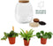 Plant Puzzel ® Discover the World Ecosysteem met verlichting - Broekhof Adding Value - Groene plant- Hoogte 25 cm