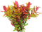 Easy grow 101 rotala macrandra