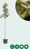 Steeneik Quercus ilex h 225 cm st. omtrek 5 cm st. h 170 cm