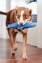 Animal Boulevard Df-sh-db-ns - Speelgoed Voor Dieren - Hond - Rd Durables Haai Marine- 25,5cm