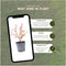 Plants by Frank | 1 strekkende meter rode Berberishaag | 6x Berberis Thunbergii 'Atropurpurea' | Ø12 cm - 20 cm | Bladverliezende haag | Tuinplanten | Planten