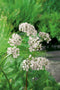 Valeriana officinalis P9