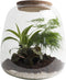 Ecosysteem ‘Green feathers’ - Broekhof Adding Value - Groene plant- Hoogte 25 cm