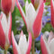 Baltus - Bollen Tulipa Clusiana Lady Jane 30 stuks