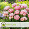 Plant in a Box - Tulipa Dreamer - Tulpenbollen x10 - Bloembollen voor Tuin, Terras of Balkon