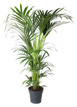 Goed & Groen - Howea Forsteriana (kentia) - Kentia Palm - XL -↨ 160cm - Potmaat 27 - Exclusieve Kwaliteit Planten - Kamer Plant - Kamerplanten - Sfeer - Interieur