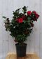 Camelia rood 120 cm