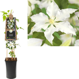 3 stuks - Van der starre - Klimplant Clematis Gladys Picard 75 cm