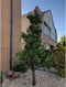 Oude perenboom Conference Pyrus c. Conference 225 cm