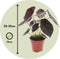 Plant in a Box - Alocasia cuprea Red Secret - Set van 2 - Exotische kamerplant met glanzende, rode bladeren - Pot 12cm - Hoogte 25-35cm