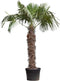 Chinese waaierpalm - Trachycarpus Fortunei 150 cm stamhoogte