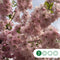 Japanse sierkers autumnalis rosea meerstammig | Prunus subh. Autumnalis rosea | Bomenbezorgd.nl