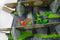 Dodo Bordspel