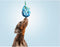 Dog chewing toy Gloria Grille Assorted colours (7 cm) (7 x 30 cm)