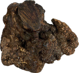 Dog Woodzzz Kauwwortel Met Olijfolie