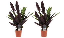 Duo Calathea Insigne ↨ 55cm - 2 stuks - hoge kwaliteit planten