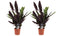 Duo Calathea Insigne ↨ 55cm - 2 stuks - hoge kwaliteit planten