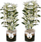 Dolomite Horizon Black Nobile Apollon 2T18+