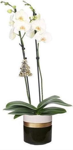 Dolomite Horizon Black Phal Wit 2T14+