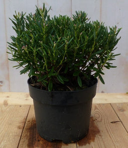 Dopheide Lavendel heide groen blad vaste plant wintergroen