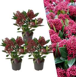 Plants by Frank - Skimmia Rubella - Wintergroene struik met rode knoppen - (3 stuks)